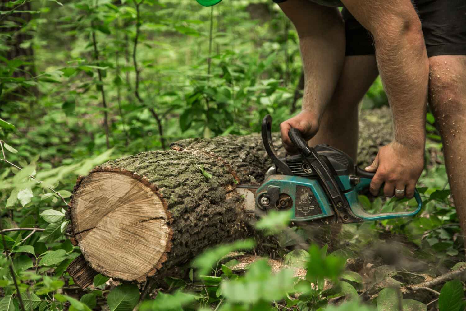 Best Tree Trimming Near Me  in Weatherby Lake, MO